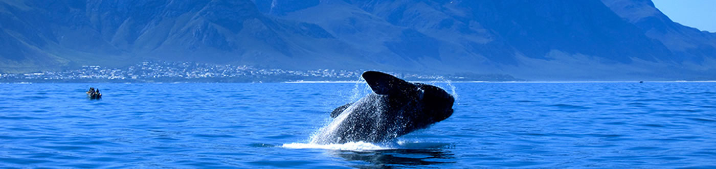 whale-tour-banner